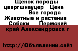 Щенок породы  цвергшнауцер › Цена ­ 30 000 - Все города Животные и растения » Собаки   . Пермский край,Александровск г.